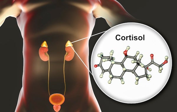 Molecule of cortisol hormone and adrenal gland, 3D illustration. Cortisol is a steroid hormone of glucocoticoid class made in the cortex of adrenals.