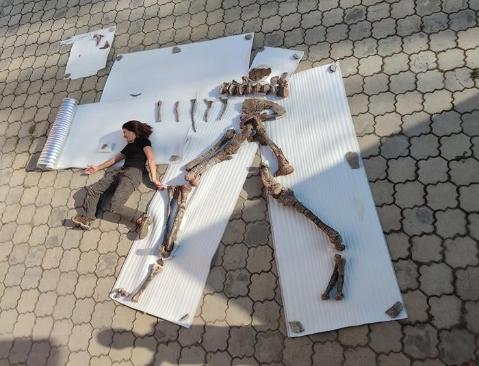 The anatomically correctly arranged skeletal parts of Alpkarakush kyrgyzicus with excavation participant Alexandra Fernandez as a size comparison

