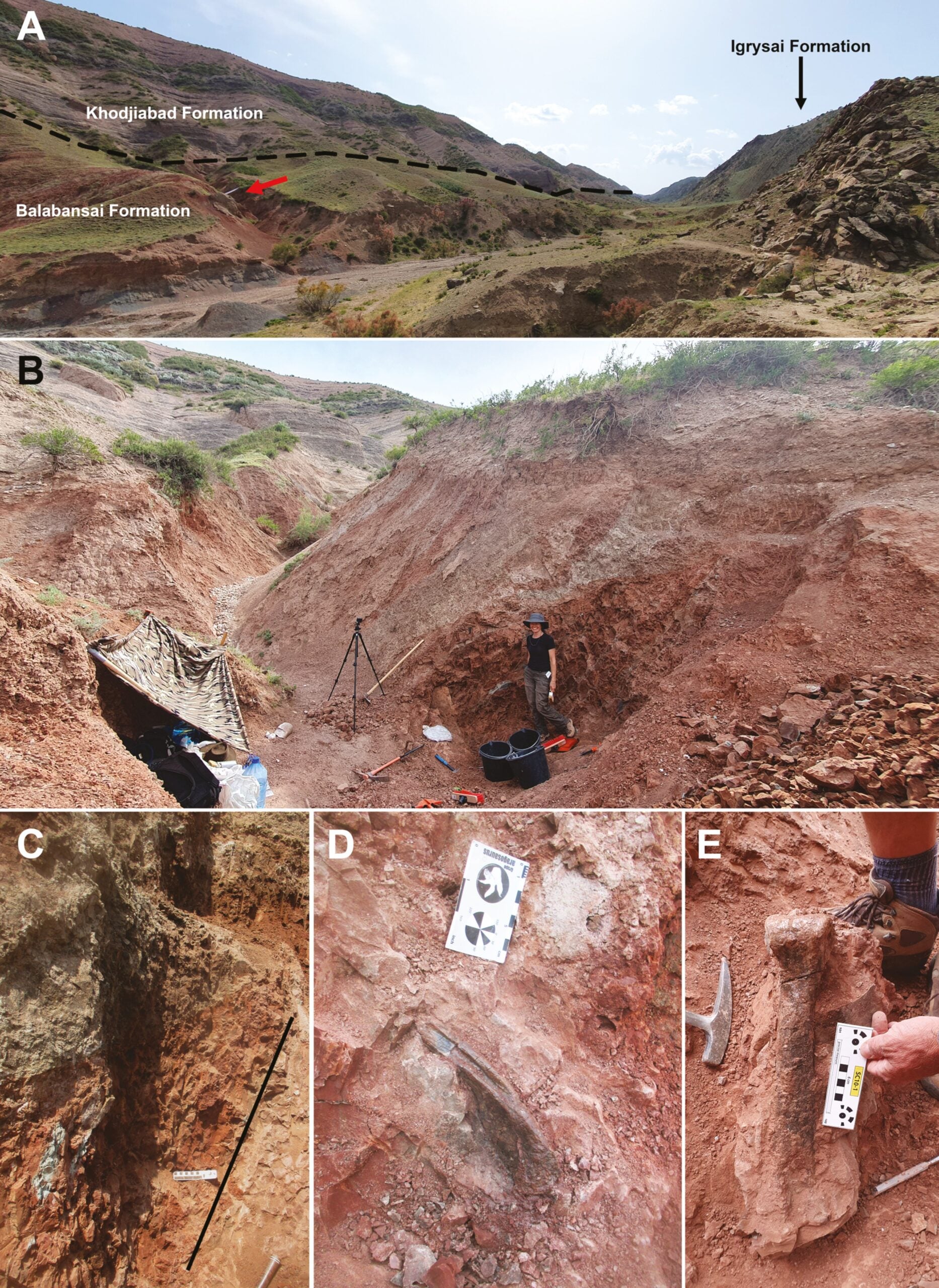 Excavation site FTU-1. A, position of the site within the Uurusai Valley west of Tashkumyr (red arrow). B, overview of the site, with one of the authors (A.E.F.) for scale. C, section of the excavation site. Black line indicates approximate dip of the sediments. D, quadratojugal of the new theropod as discovered in the field. E, metatarsal III of the new theropod during the excavation.