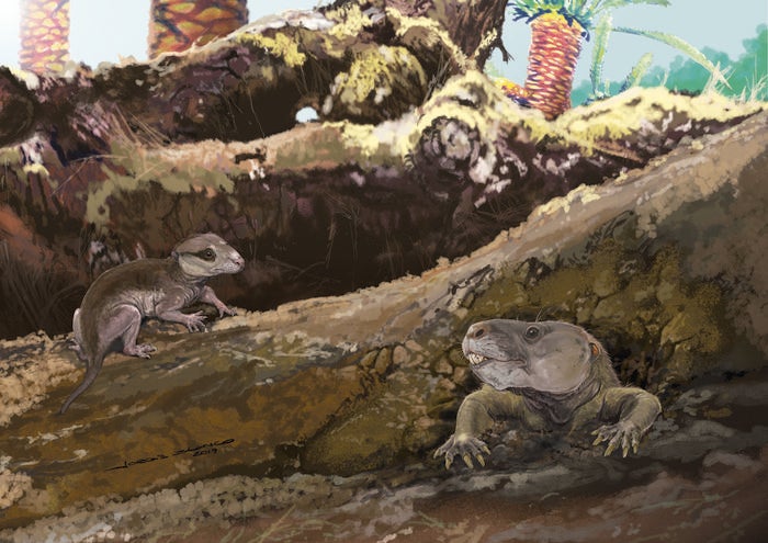 Riograndia and Brasilodon.