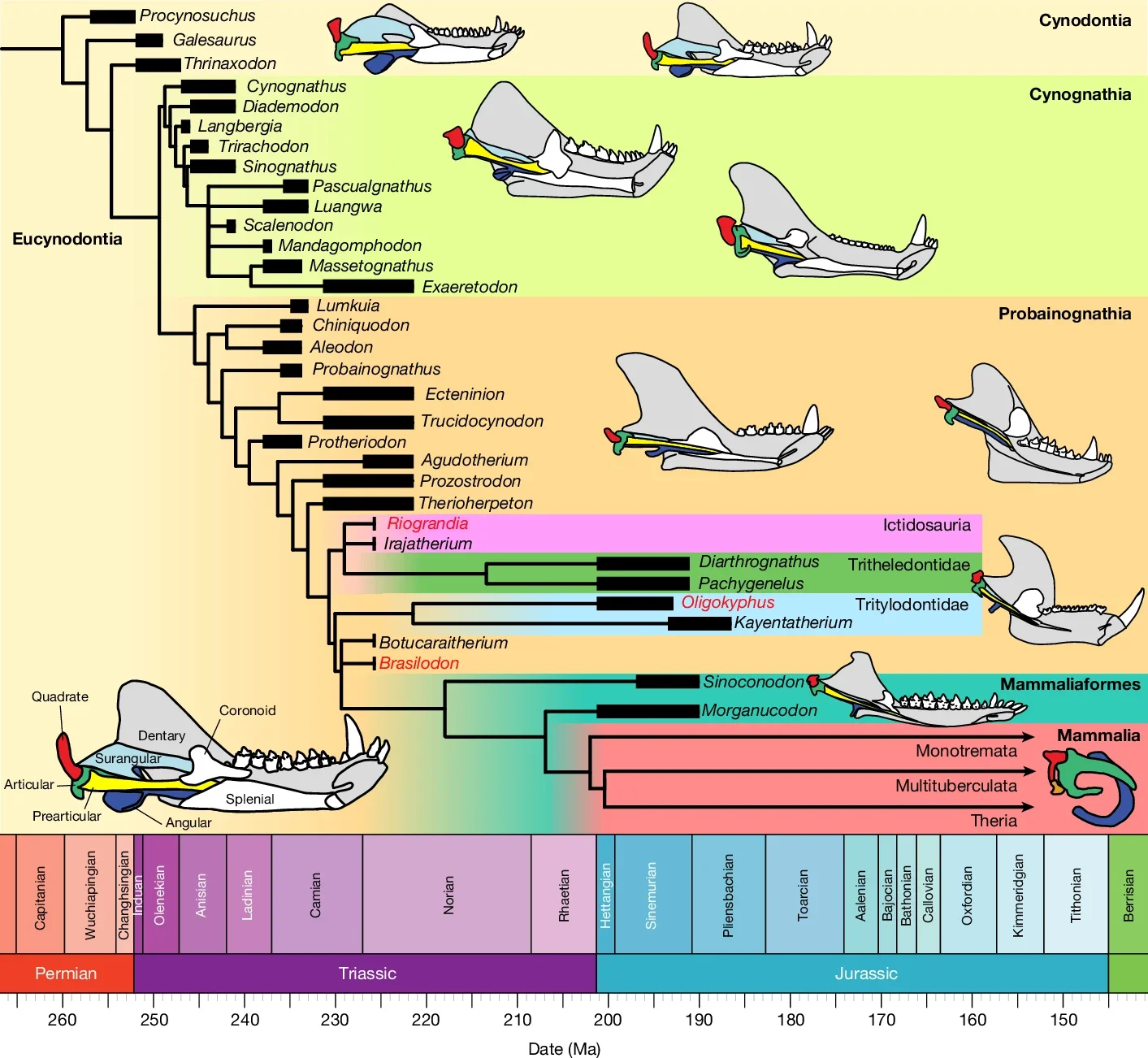Time-calibrated relationships of Cynodontia. The topology is based on the phylogenetic analysis within this study.