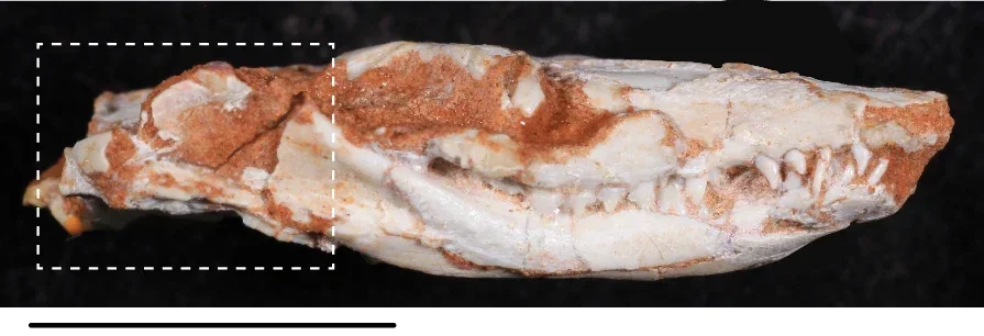 Anatomy of B. quadrangularis informed by μCT scans. Photograph of UFRGS-PV-929-T in the lateral view. 