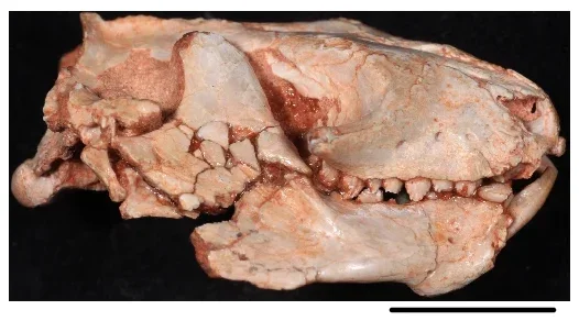 Anatomy of the lower jaws and jaw joint of R. guaibensis. Photograph of UFRGS-PV-596-T in the lateral view.