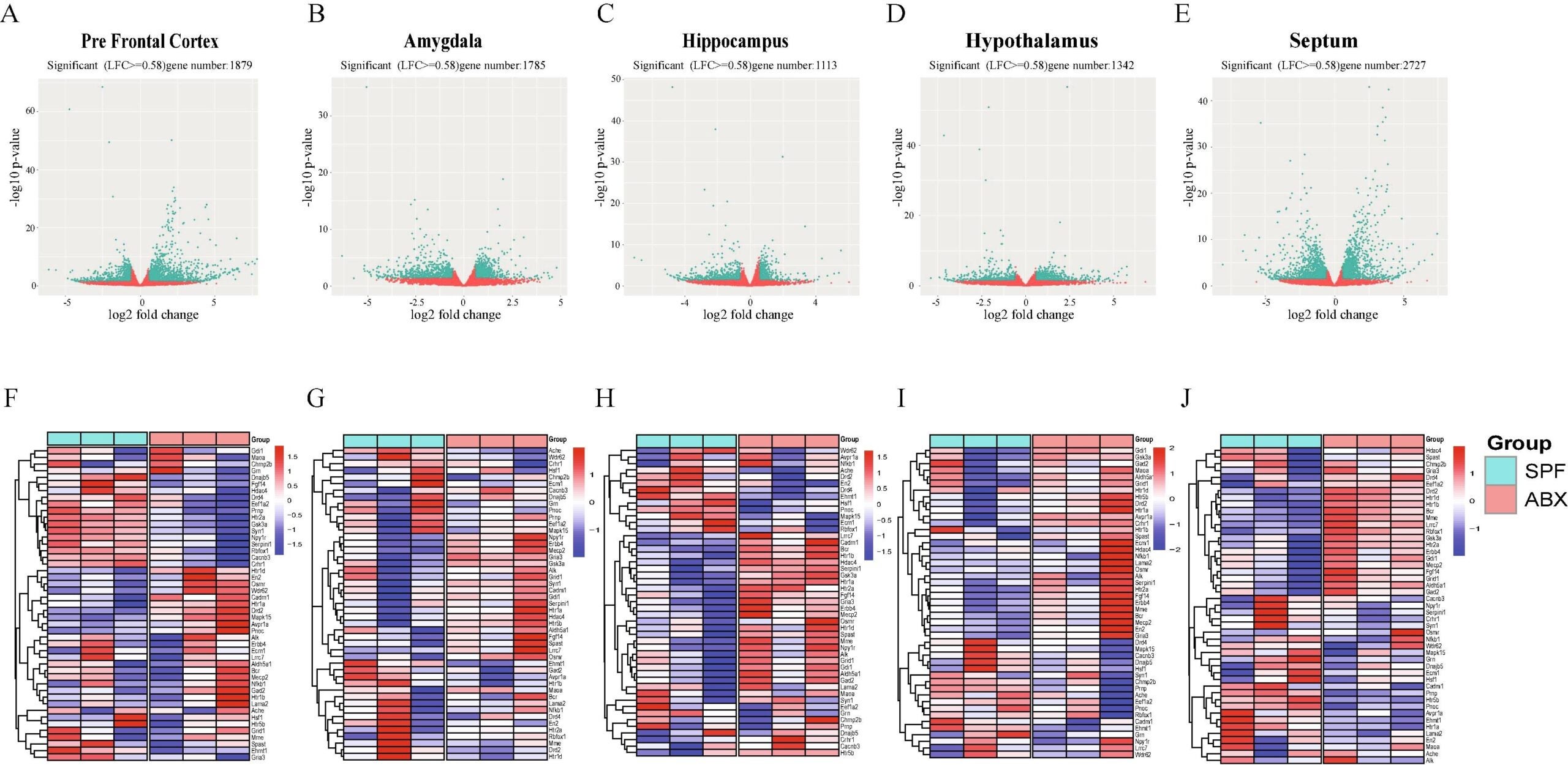 Antibiotic-induced alterations in gut bacterial composition impact gene expression in five brain regions.