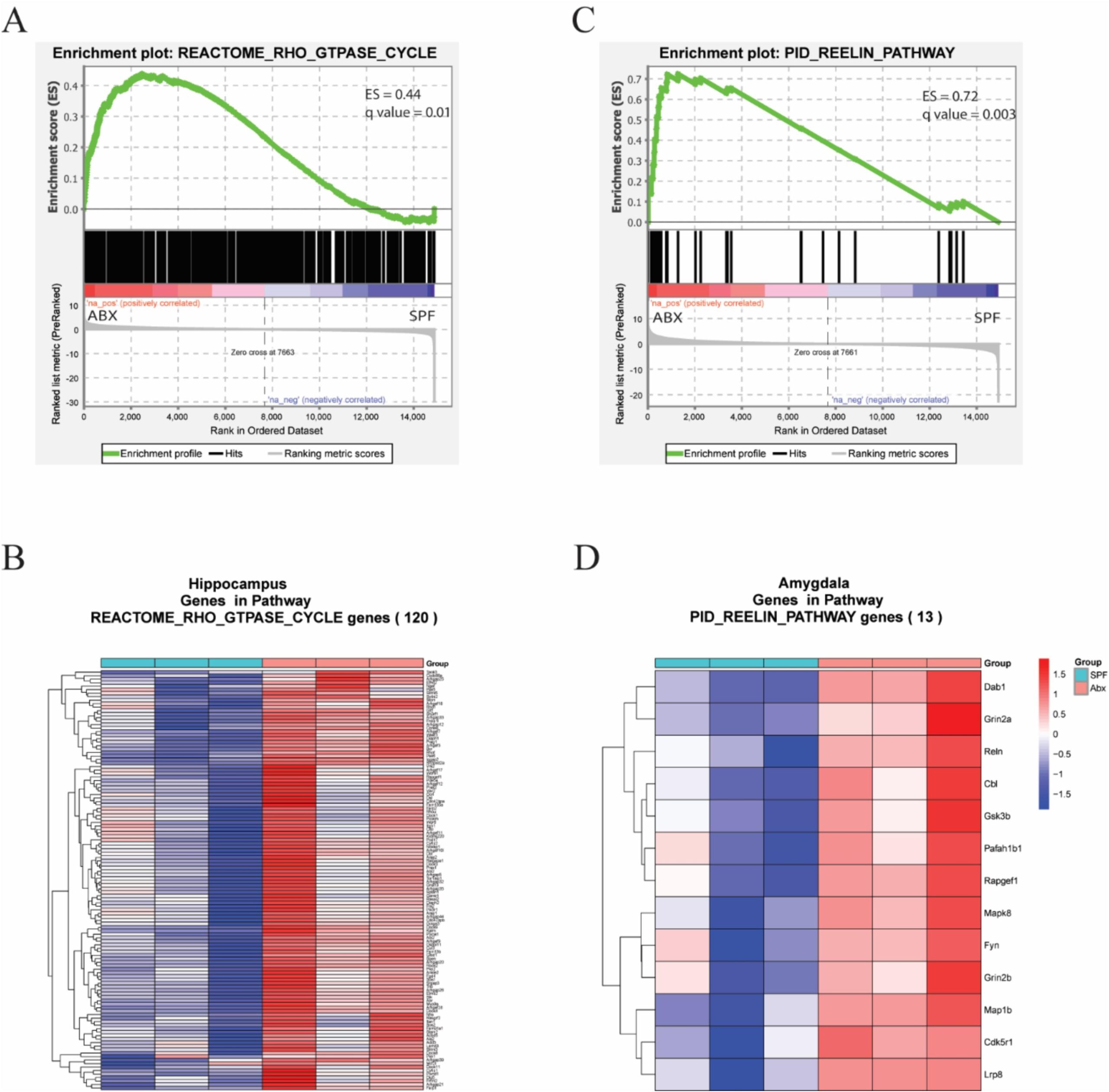Antibiotic-induced alterations in gut bacterial composition led to changes of hundreds of pathways in five brain regions.