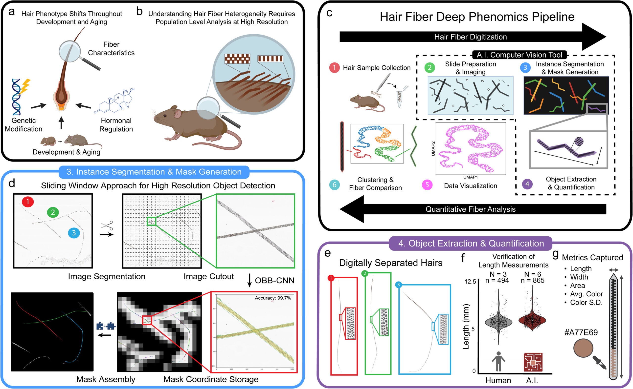  Deep Learning-Based Computer Vision Approach for Hair Fiber Analysis. (A) Graphical representation of factors that impact hair growth and development.