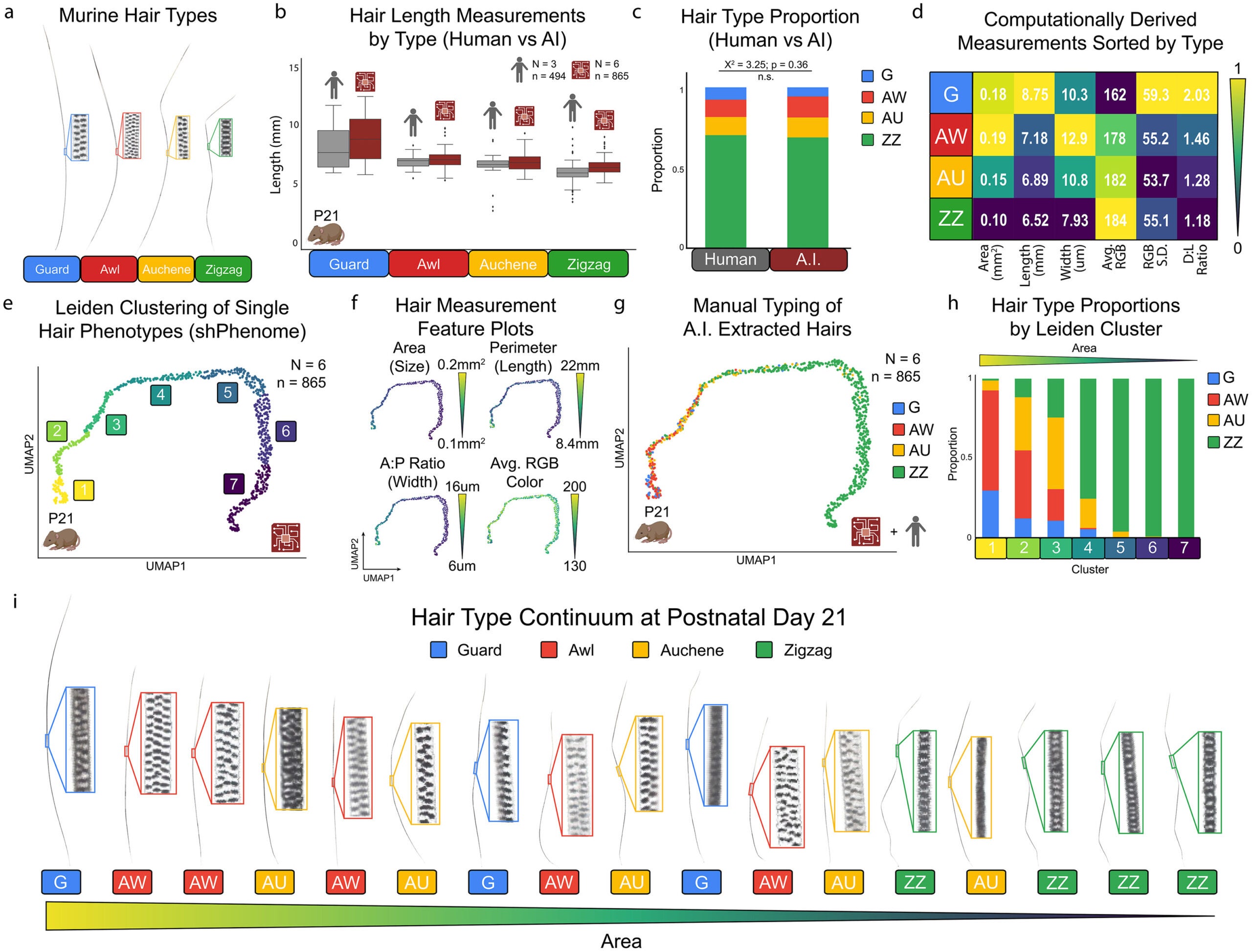 Integration of A.I. Quantifications with Manual Hair Typing to Generate Single Hair Phenome (shPhenome).