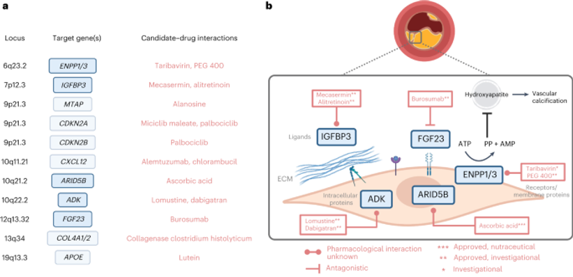 Schematic of CAC candidate genes and approved or investigational drugs.