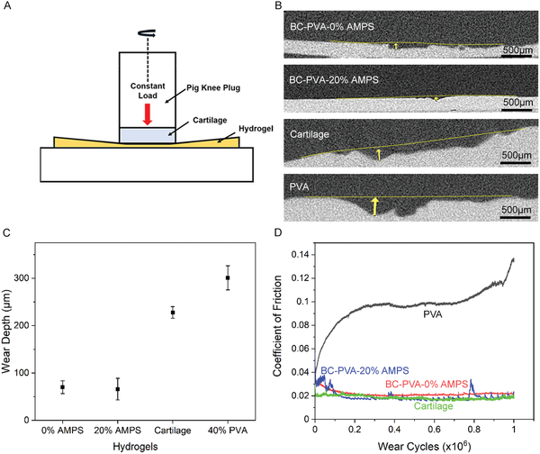 A schematic for how the wear of hydrogels versus cartilage was measured