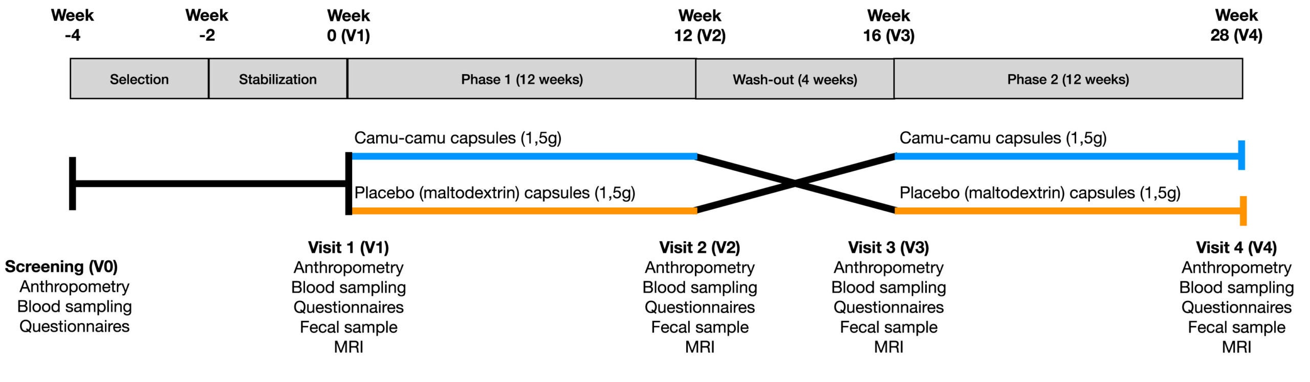 Graphical representation of the study protocol