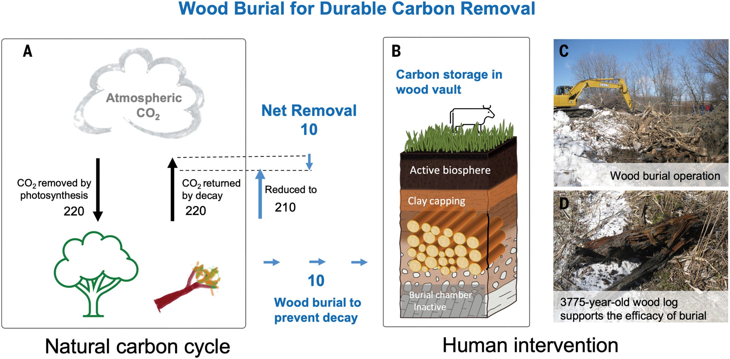 Carbon sequestration through wood burial.
