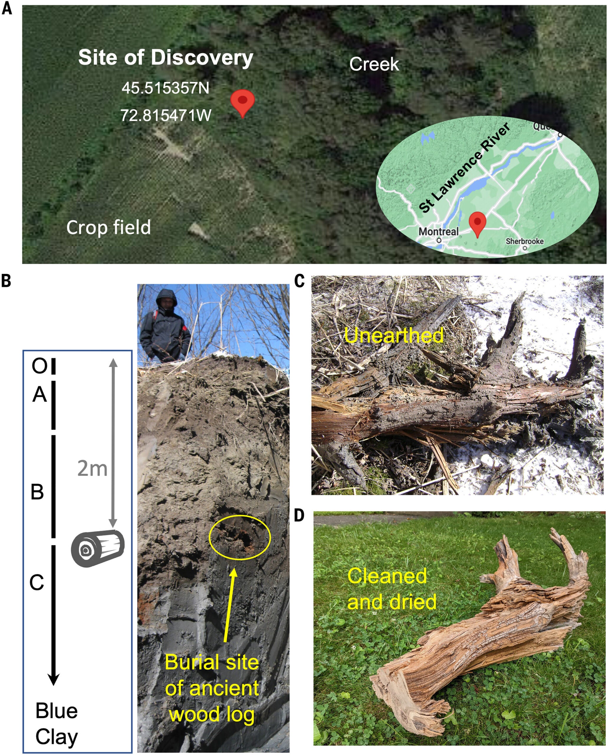 A natural wood burial experiment: An ancient red cedar log was discovered during our 2013 trench excavation for the construction of a wood vault.