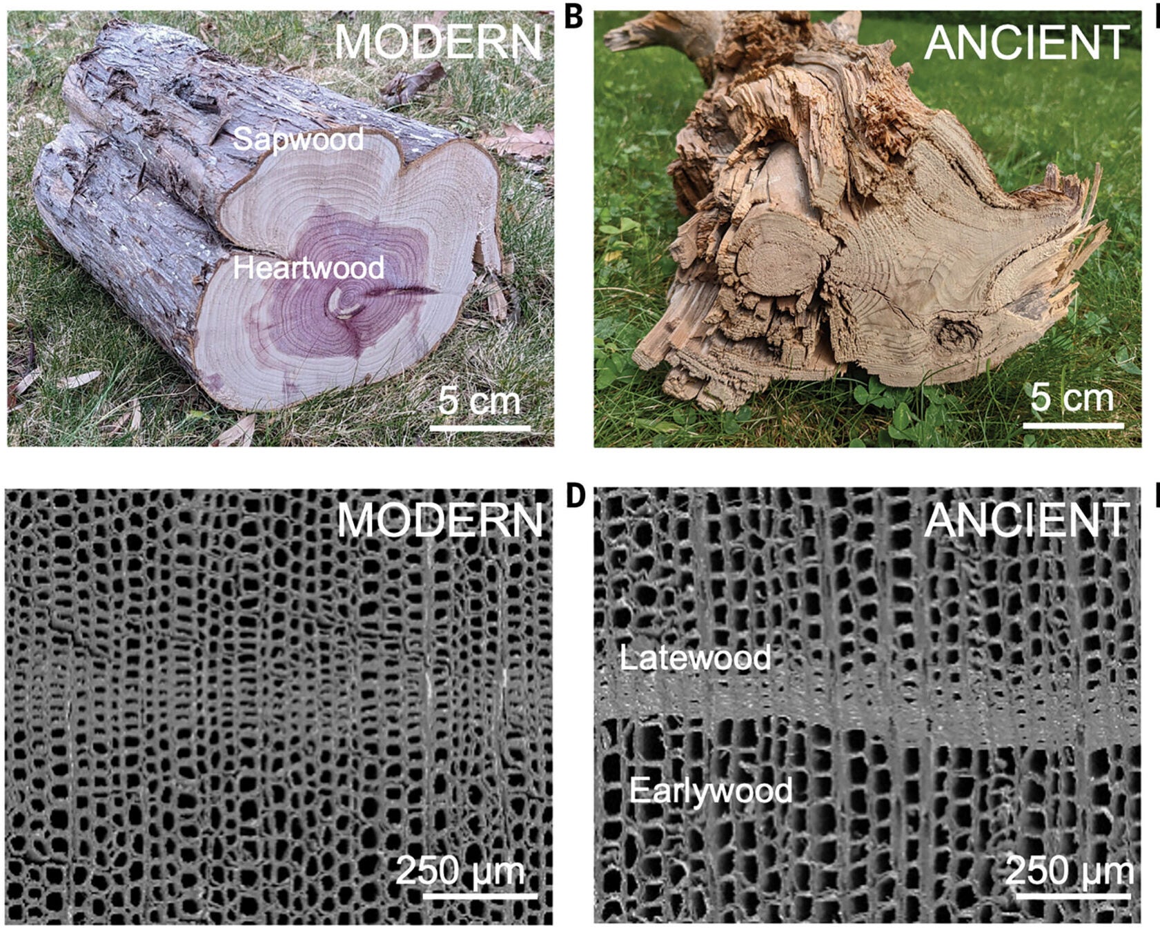 Physical and chemical analysis of the modern and ancient wood samples.