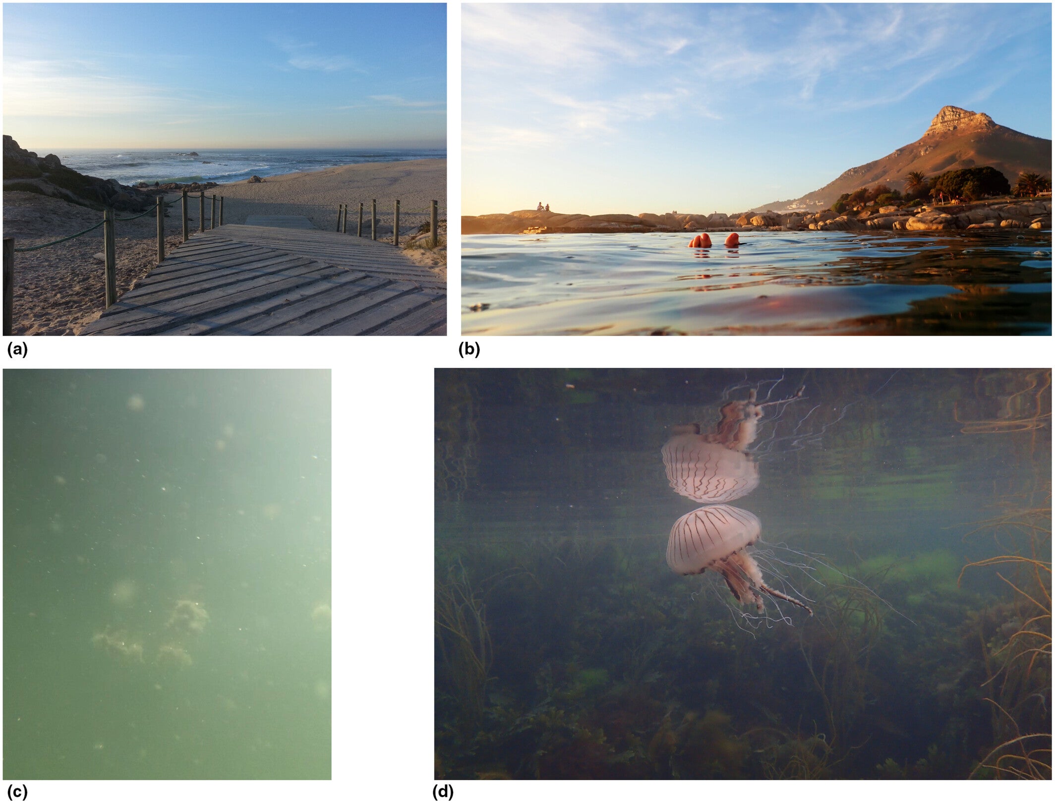 Exploring the ocean ‘gaze’. (a) From the shore out to the ocean. Credit: Maria Vittoria Marra. (b) Breaking the sea surface. Credit: Mia Strand. (c) Artistic representation. Credit: Aleš Čermák. (d) Underwater sealife. Credit: Pamela Buchan)