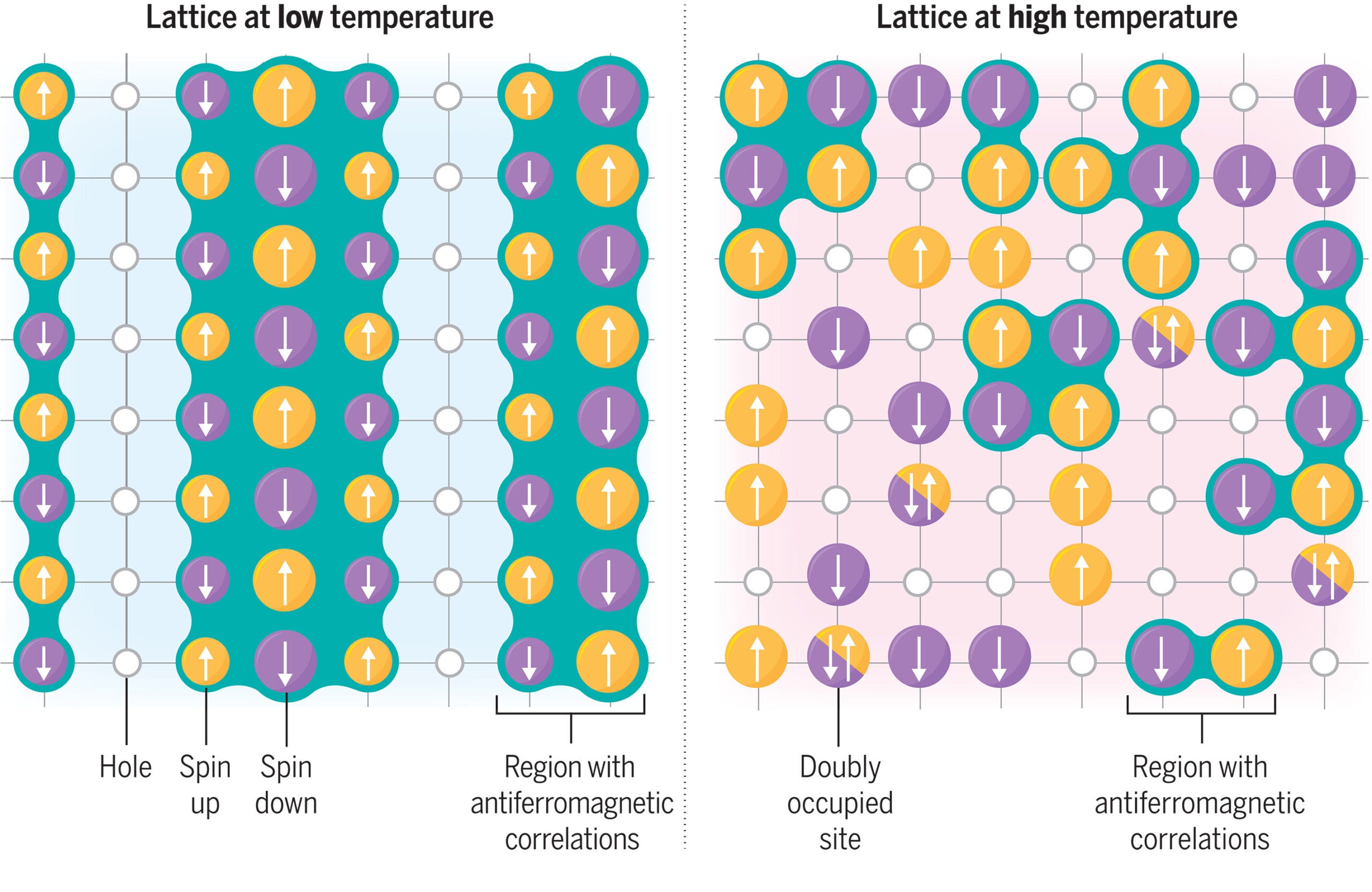 The low-doping regime of the Hubbard model with nearest-neighbor hopping. At low temperature (left), the system is stripe ordered. There are large regions where the spins are antiferromagnetically organized. The holes form vertical bands between these regions.