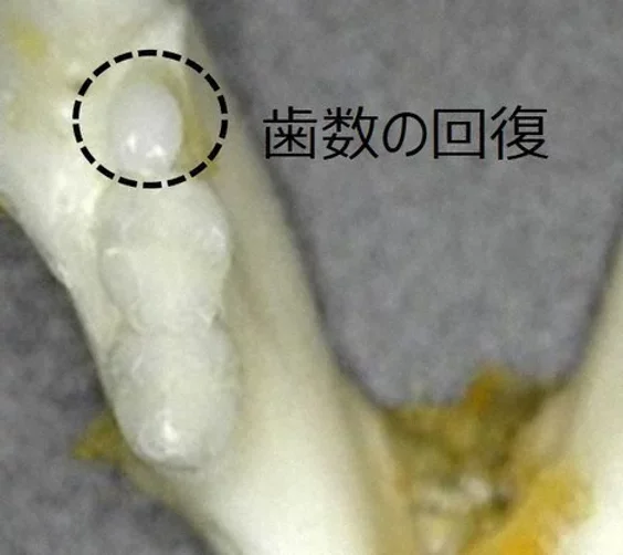 In mice given the experimental tooth-regrowth drug, a brand-new tooth has begun to emerge.