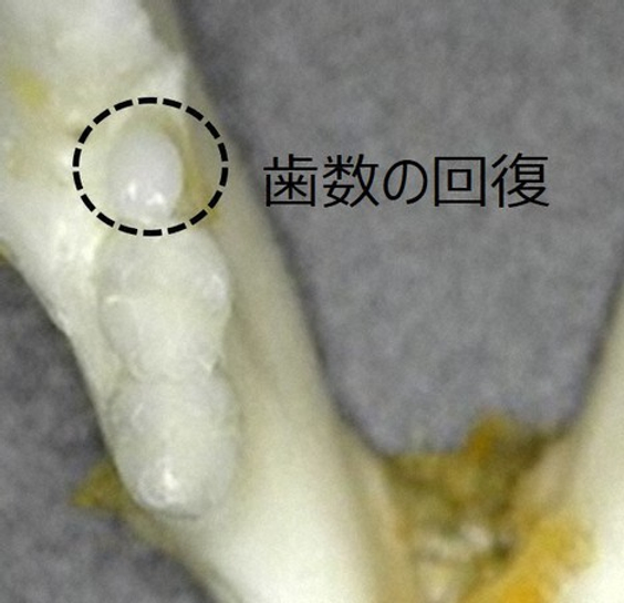 A new tooth is seen growing in a mouse treated with the tooth regrowth medicine. 