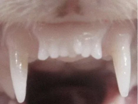 A ferret given experimental tooth-regrowth therapy developed an unexpected seventh front tooth, visible at the center.