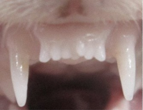 The front teeth of a ferret treated with tooth regrowth medicine. The medicine induced the growth of an additional seventh tooth (center). 