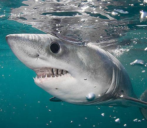 The loss of the female porbeagle and her developing offspring could have a profound impact on the species’ population