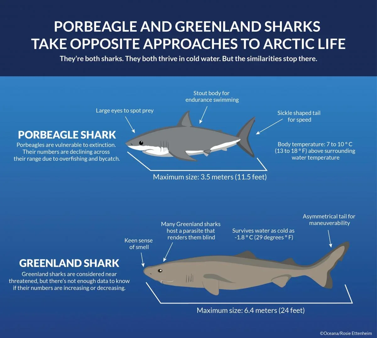 Comparison between Porbeagle and Greenland arctic sharks.