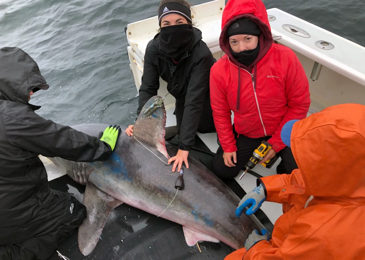The researchers tagging a porbeagle shark. Left of center: Beckah Campbell; right of center: Brooke Anderson. 