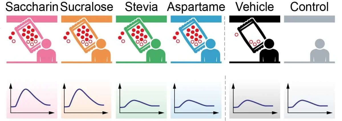 Changes in the composition and function of gut microbes were observed in all four groups of trial participants who consumed non-nutritive sweeteners. Each group consumed one of the following: saccharine, sucralose, stevia or aspartame. The diagram shows increases in glucose levels in the saccharin and sucralose groups (two graphs on the left), compared to the stevia and aspartame groups (middle) and to the two control groups (right). 