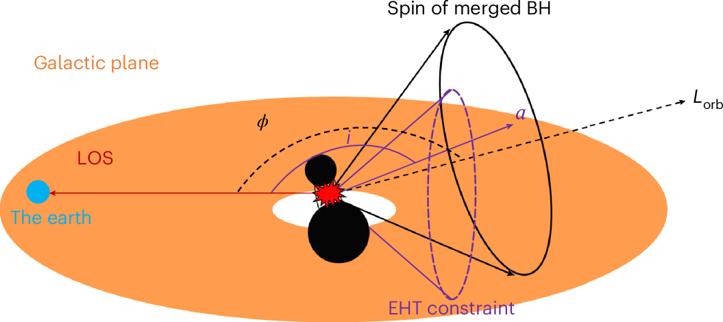 Schematics of the SMBH merger model.