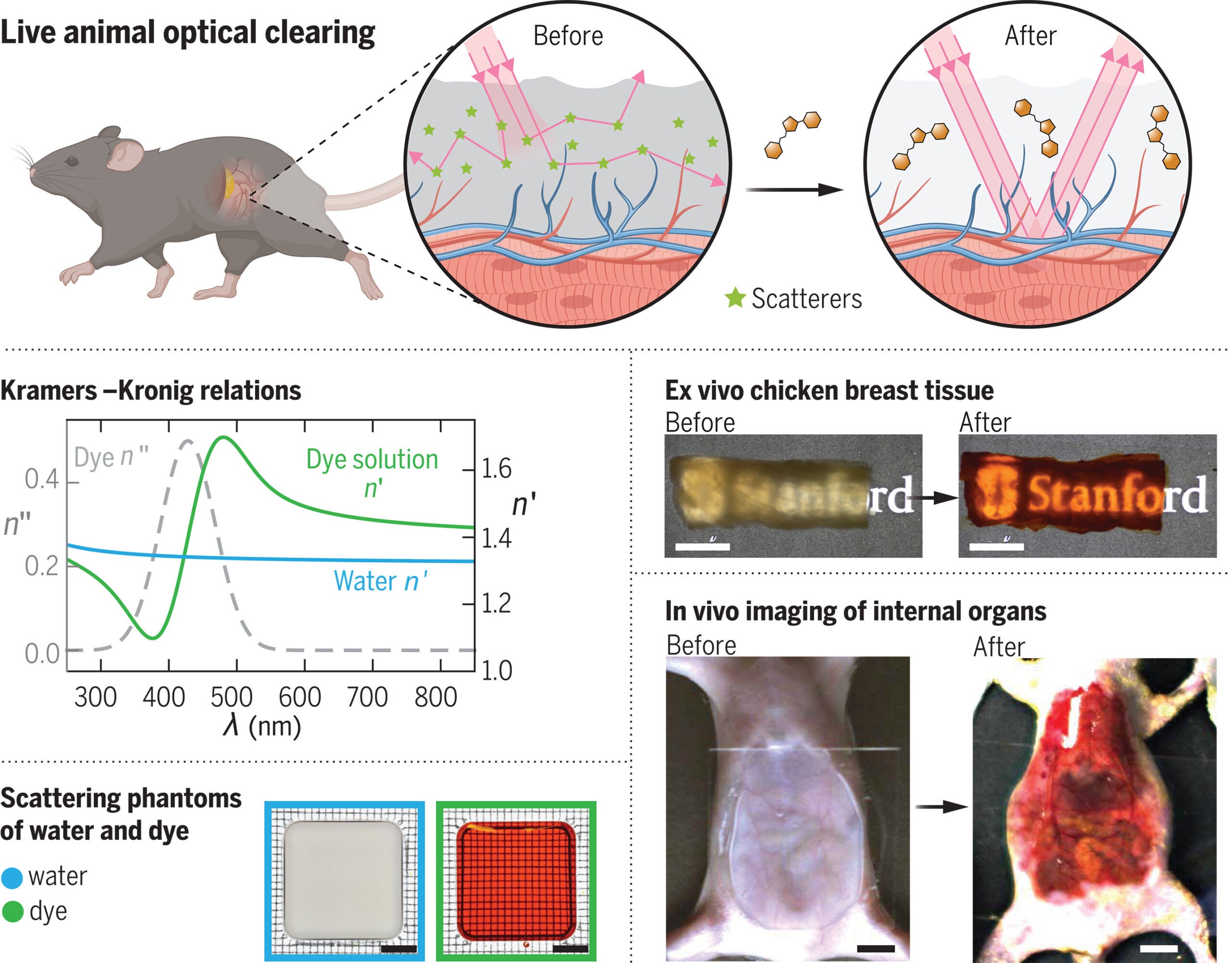 Achieving optical transparency in live mice with absorbing dye molecules. Strongly absorbing molecules dissolved in water can modify the RI of the aqueous medium through the Kramers-Kronig relations to match that of lipids.