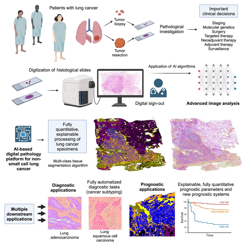 Graphical abstract of the study.