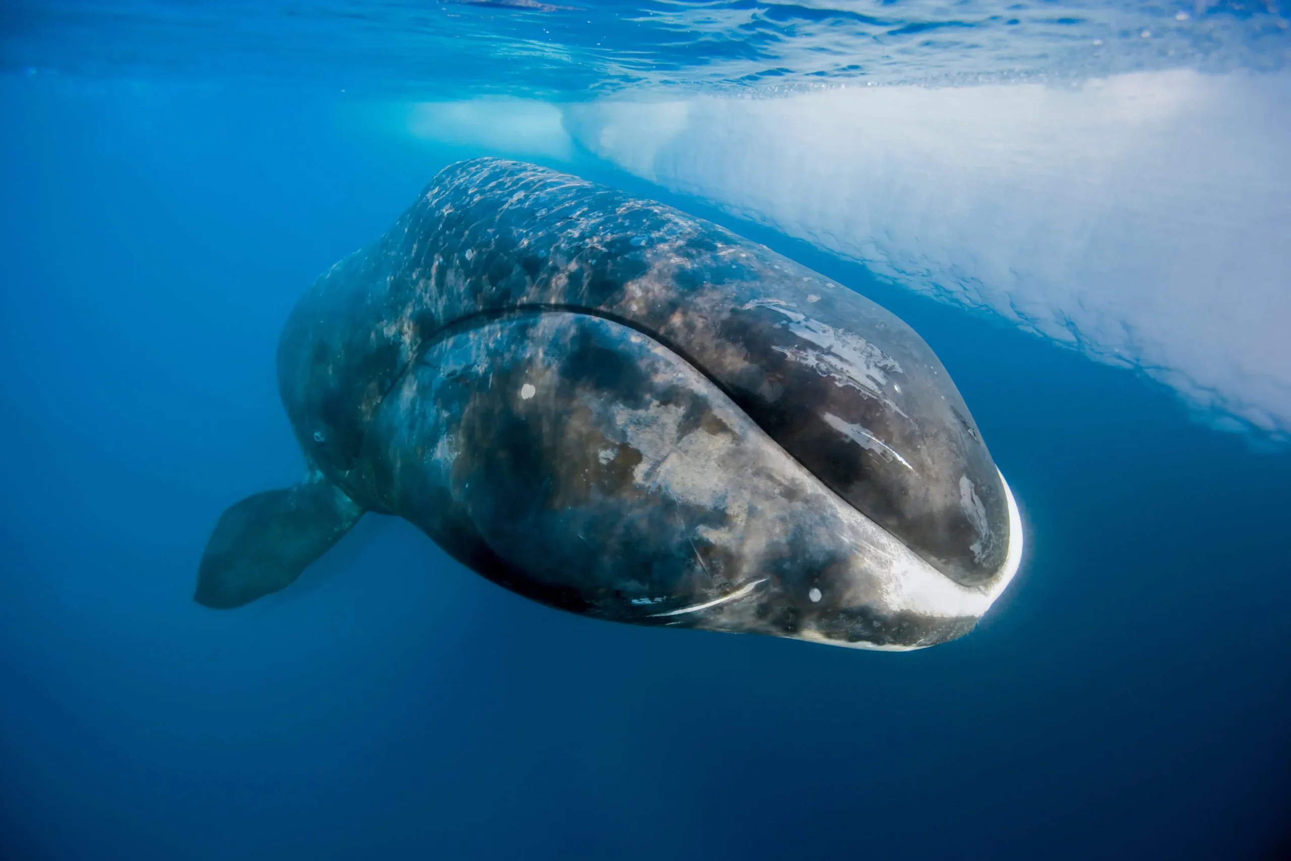 Bowhead Whales (Balaena mysticetus) are one of the heaviest whales in the ocean. They are the only baleen whales that spend their lives solely in Arctic and subarctic seas.
