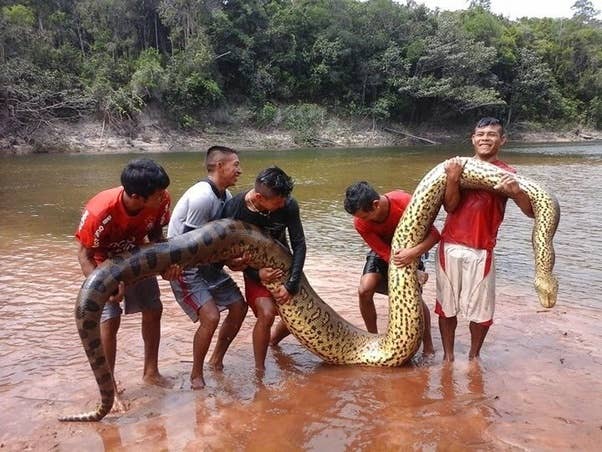 Colossal snake measuring over 50 feet long found in India - The ...