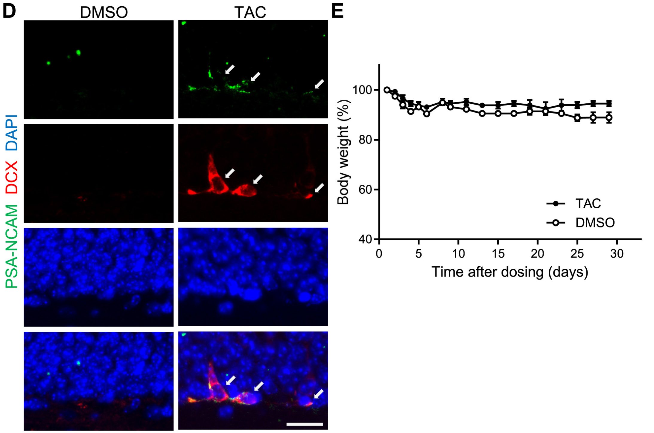 (D) Representative images of PSA-NCAM+ DCX+ cells in the DG of middle-aged mice (arrows) treated with vehicle or TAC for 1 month (n = 4 per group). Scale bars, 25 μm. (E) Body weight in mice after TAC dosing (n = 4 per group).