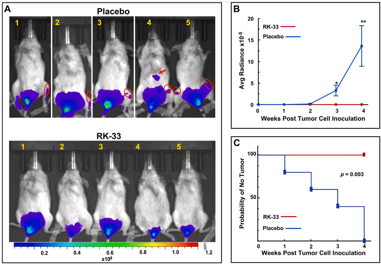 Effect of RK-33 treatment on BCBM formation in a mouse model. Example of live-bioluminescence imaging of placebo (top panel) and RK-33 (bottom panel) treated mice.