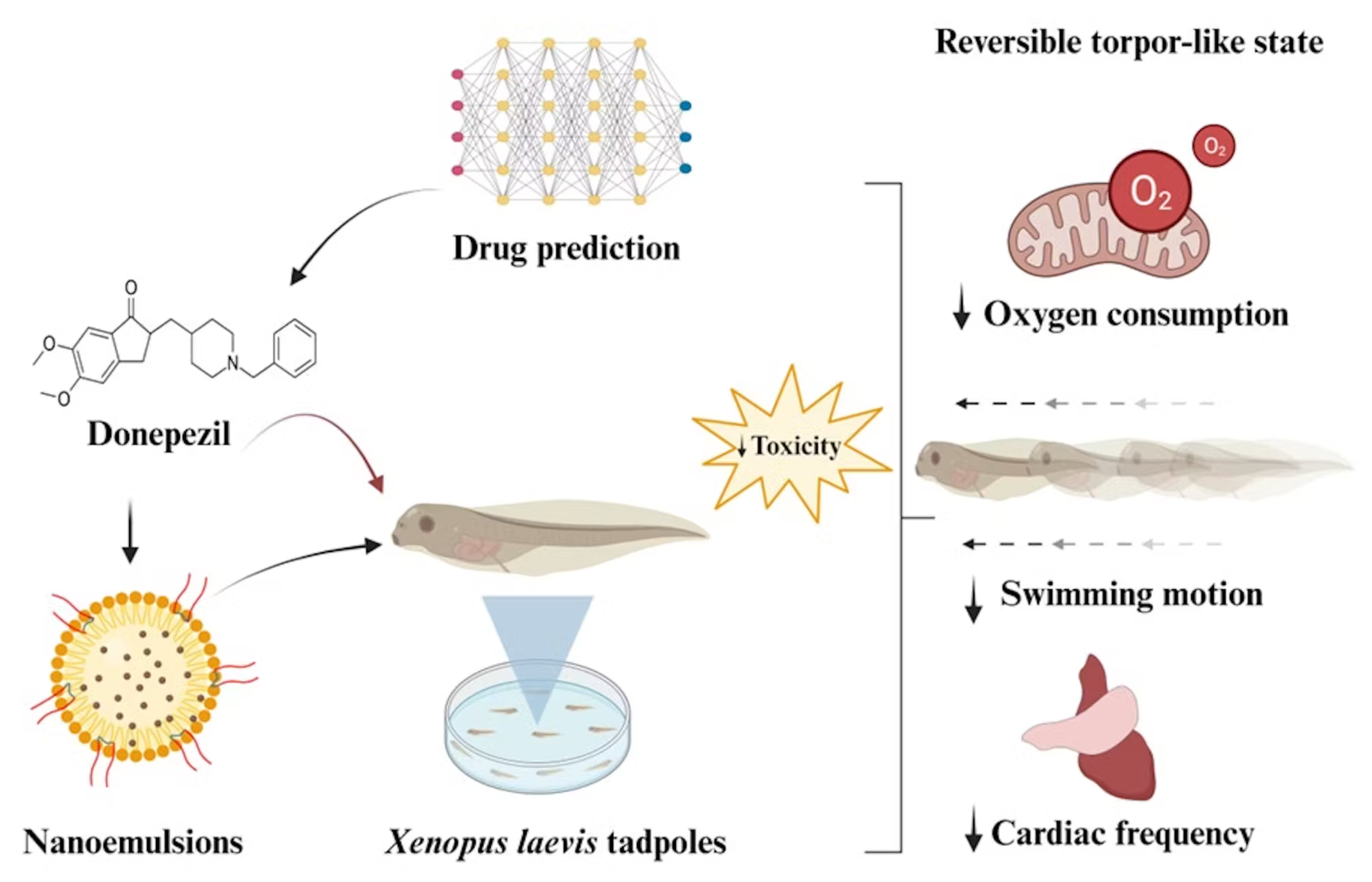 This diagram shows an overview of the experiments the scientists conducted. They used a drug prediction algorithm to predict that donepezil had a significant likelihood of inducing torpor-like effects, then tested free and encapsulated versions of the drug. The encapsulated drug caused three major torpor indicators with lower toxicity than the free drug.