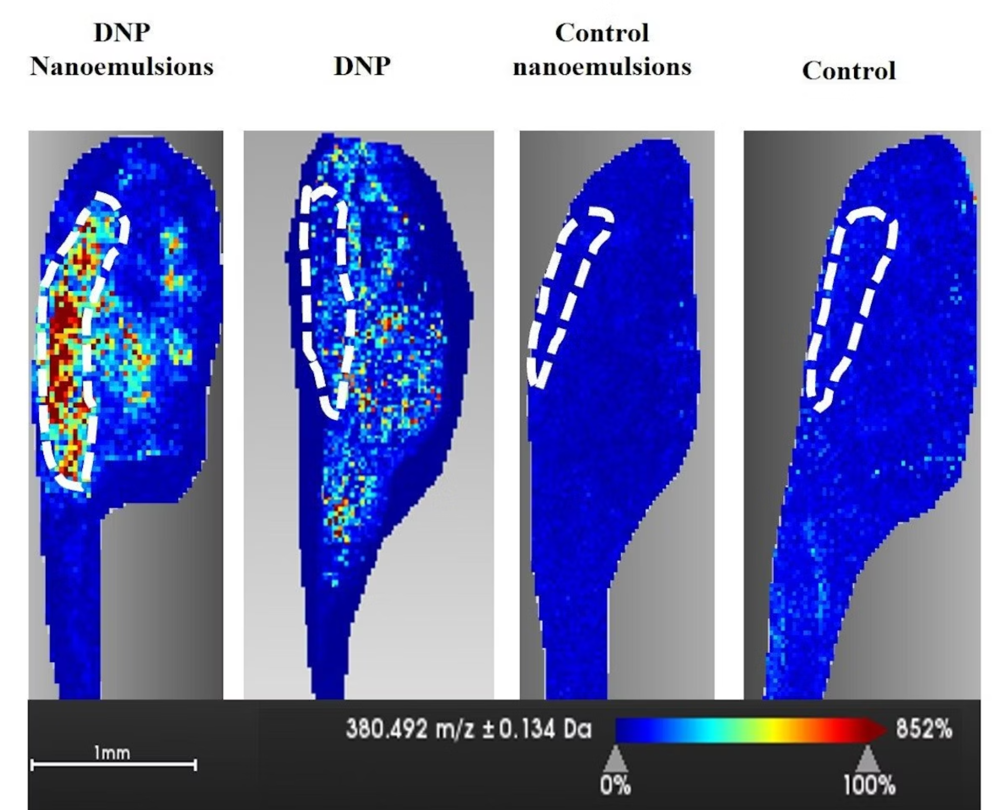When the scientists administered DNP alone (panel 2), it was distributed throughout the tadpoles’ bodies (blue). But when they added their nanocarrier-formulated DNP (panel 1), the drug was concentrated in the animals’ brains, as indicated by the area surrounded by white dashes.