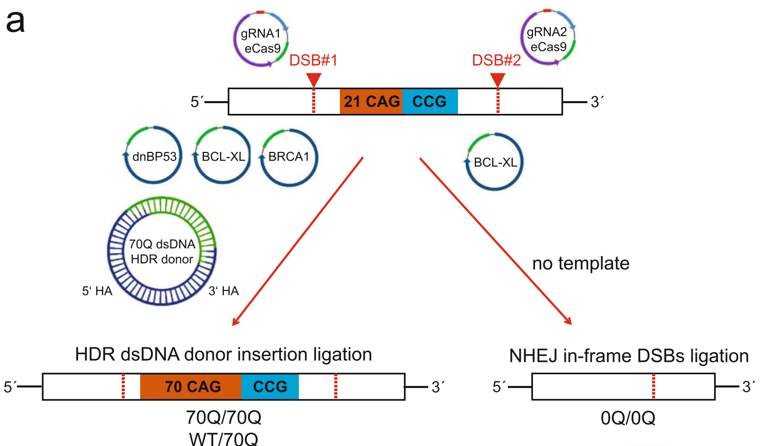Genome editing approach in control iPSCs (WT/WT) using two double-strand breaks (DSB) sites to modify the HTT genomic region encompassing the CAG/CAA and CCG repeats stretches.