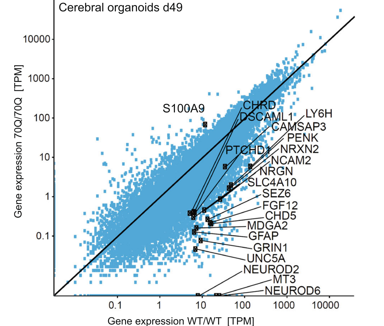 Gene expression analysis of cerebral organoids at day 49 highlighting the genes belonging to the GO term “nervous system development”.