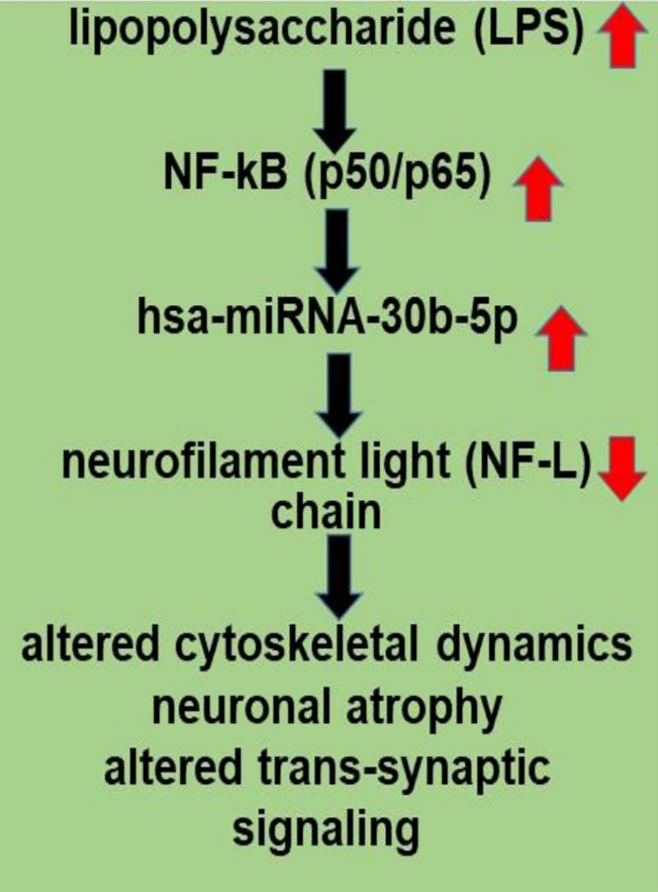 LPS, present in brain cells affected with AD, has an inhibitory effect on NF-L expression.
