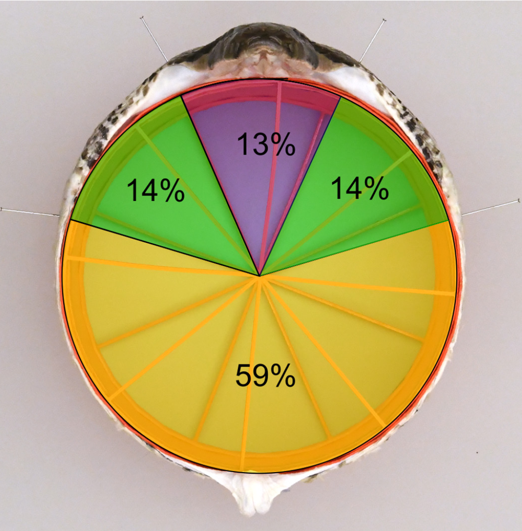 Anterior view of Burmese Python (Python bivittatus). 