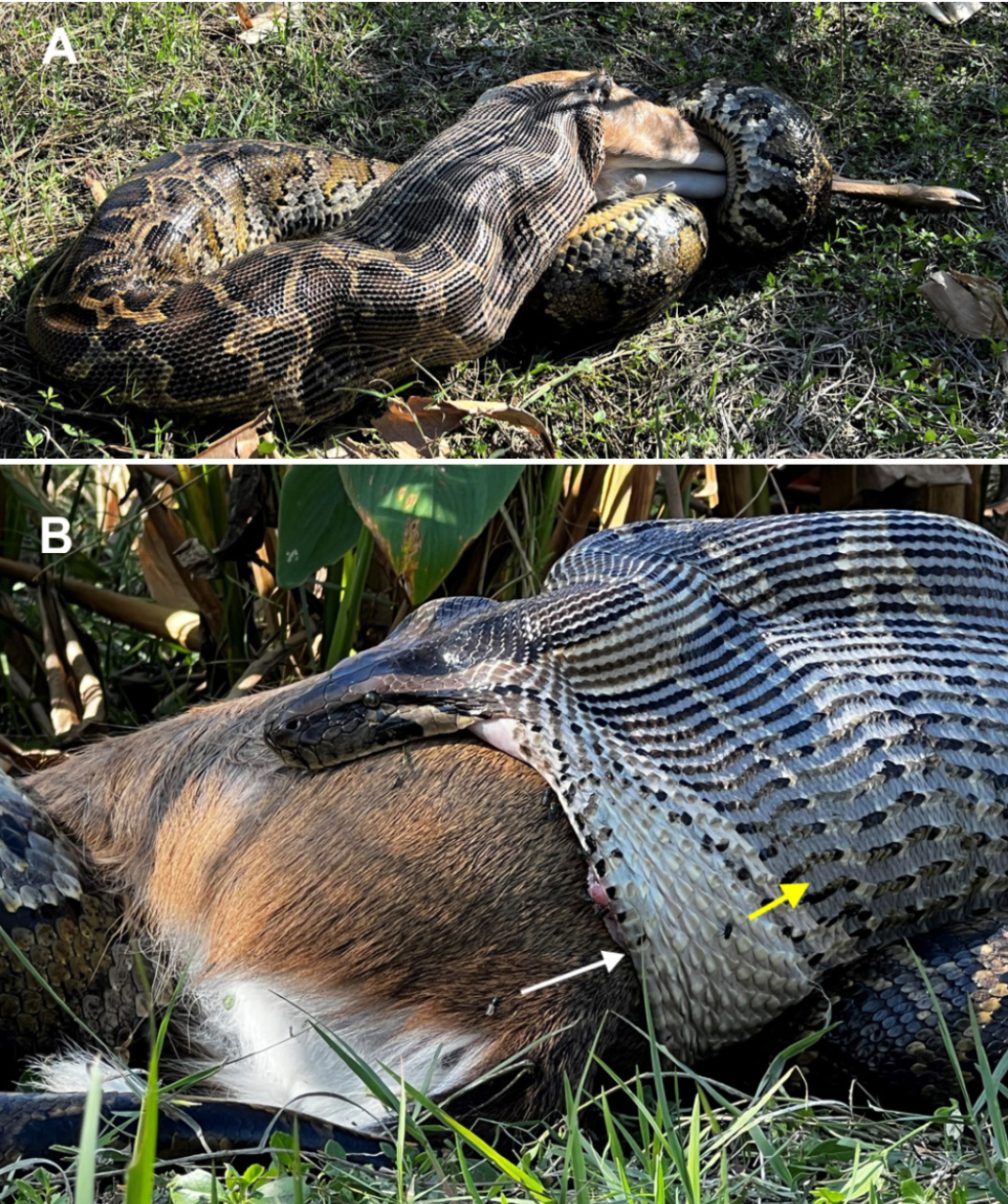 Burmese Python (Python bivittatus) A in the field soon after being found while consuming a 35-kg White-tailed Deer (Odocoileus virginianus). The white arrow indicates the distal end of the lower jaw. At rest the dorsal scales overlap and completely cover the skin between scales. However, when swallowing large prey, the distance between adja-cent dorsal scales can exceed their width (yellow arrow). Photographs by Ian Bartoszek.