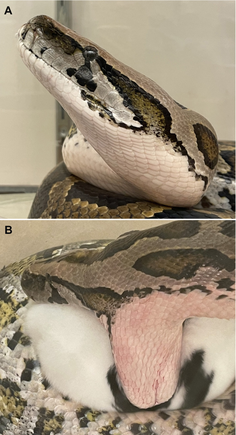 An 18-kg captive Burmese Python (Python bivittatus) before feeding (A) and while beginning to swallow a 1.6-kg rabbit (B). Note the change in the color of the gular and ventrolateral skin while the snake is feeding. Photograph by Bruce Jayne.
