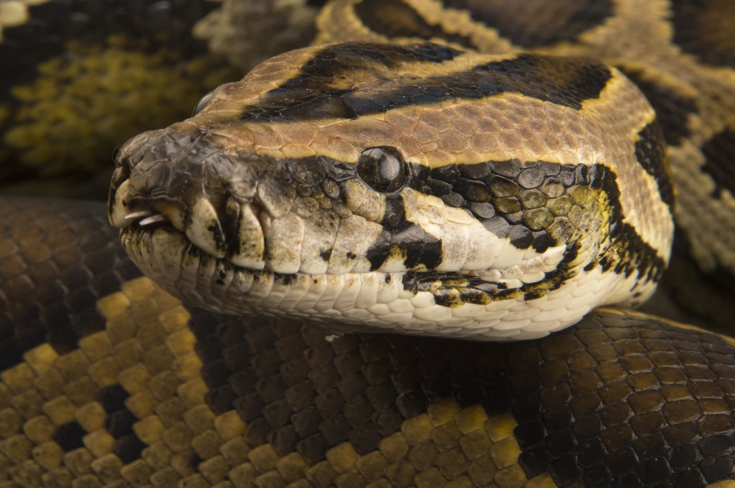 Python Prey Animals Pythons can swallow much larger prey than scientists realized - The ...