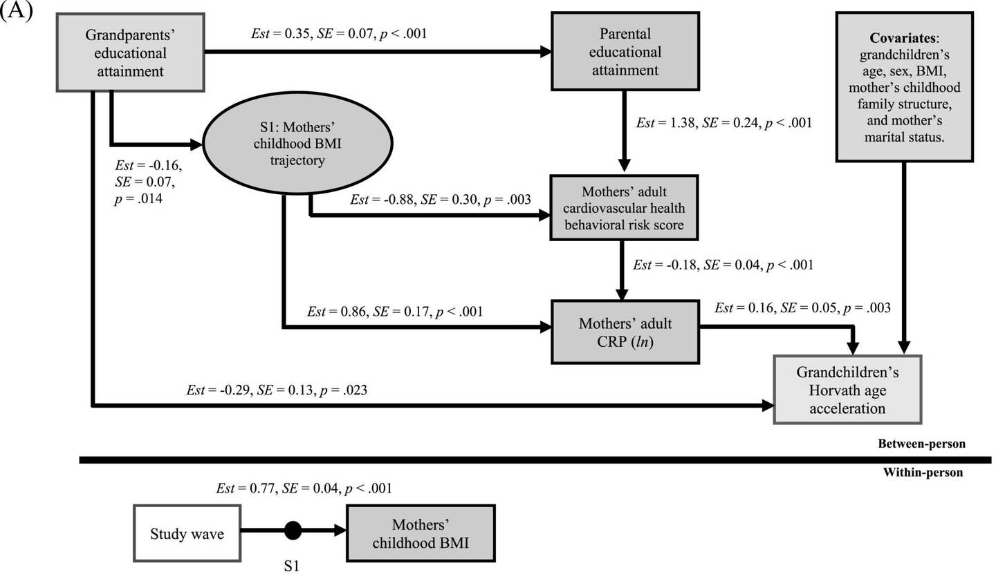 The final model from the mediation analysis using multilevel structural equation modeling testing the mediating role of parental education and life course health-related factors on the association between grandparents' education and grandchildren's Horvath age acceleration.