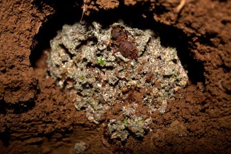 Colony of the species Atta colombica, unearthed in Gamboa, Panama. In the center of the photo, much larger than the workers, is the queen.