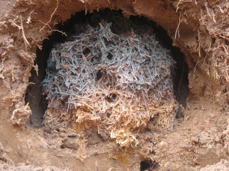 An anthill found on a farm in Botucatu (state of São Paulo, Brazil) is home to a fungus garden that includes grass leaves in addition to the cultivated species 