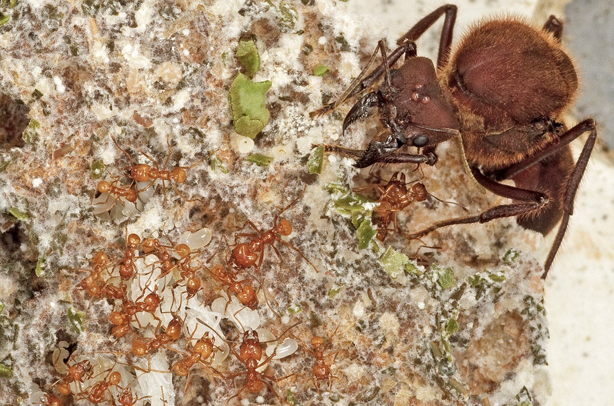 A leafcutter ant queen presides over worker ants feeding bits of leaf to a white, farmed fungus.