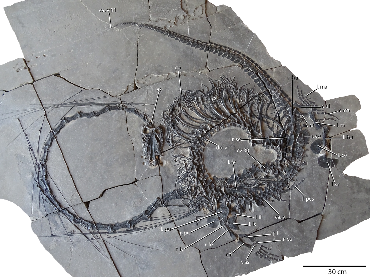 Dinocephalosaurus orientalis fossil. 