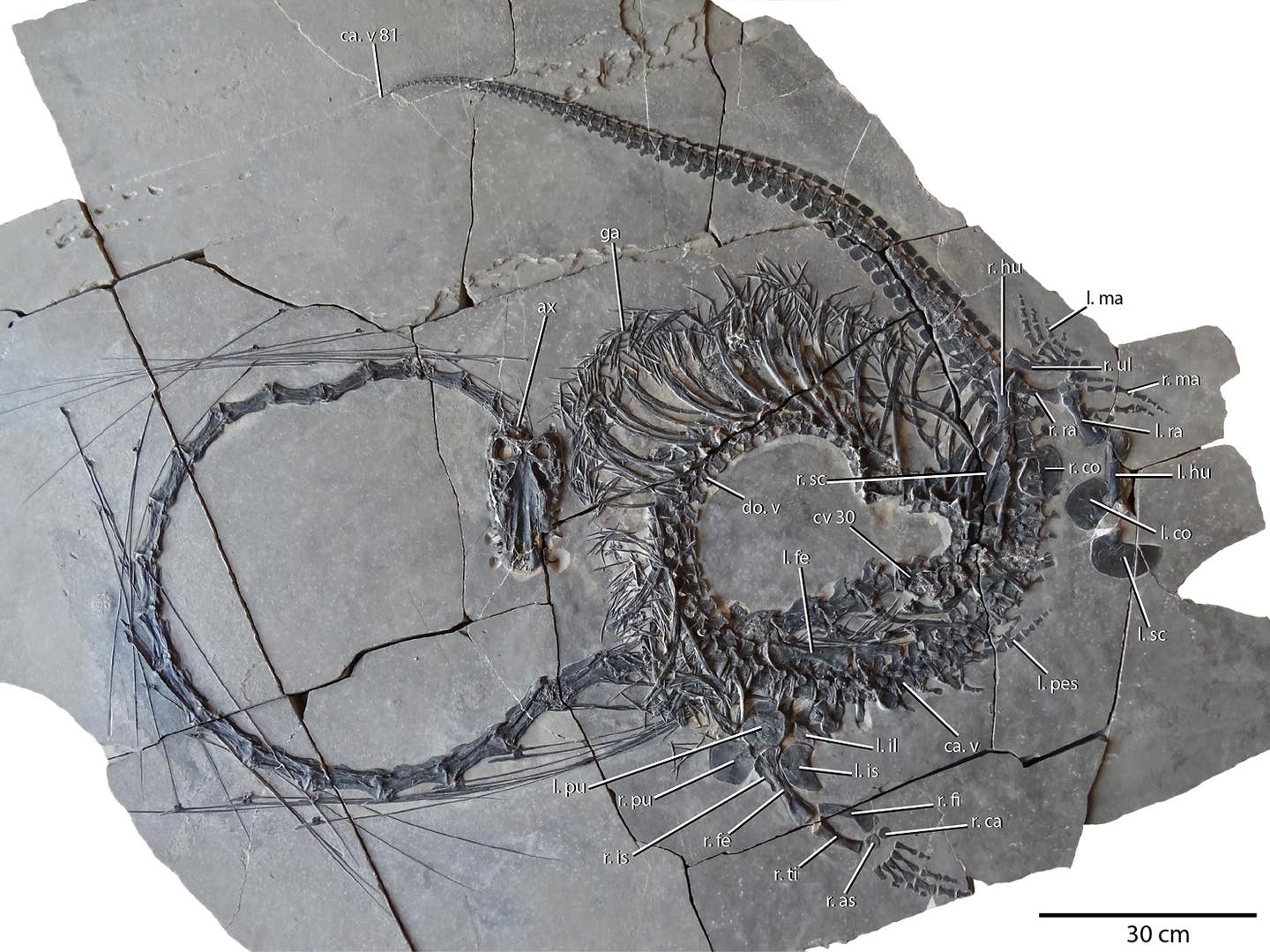 Dinocephalosaurus orientalis fossil. 