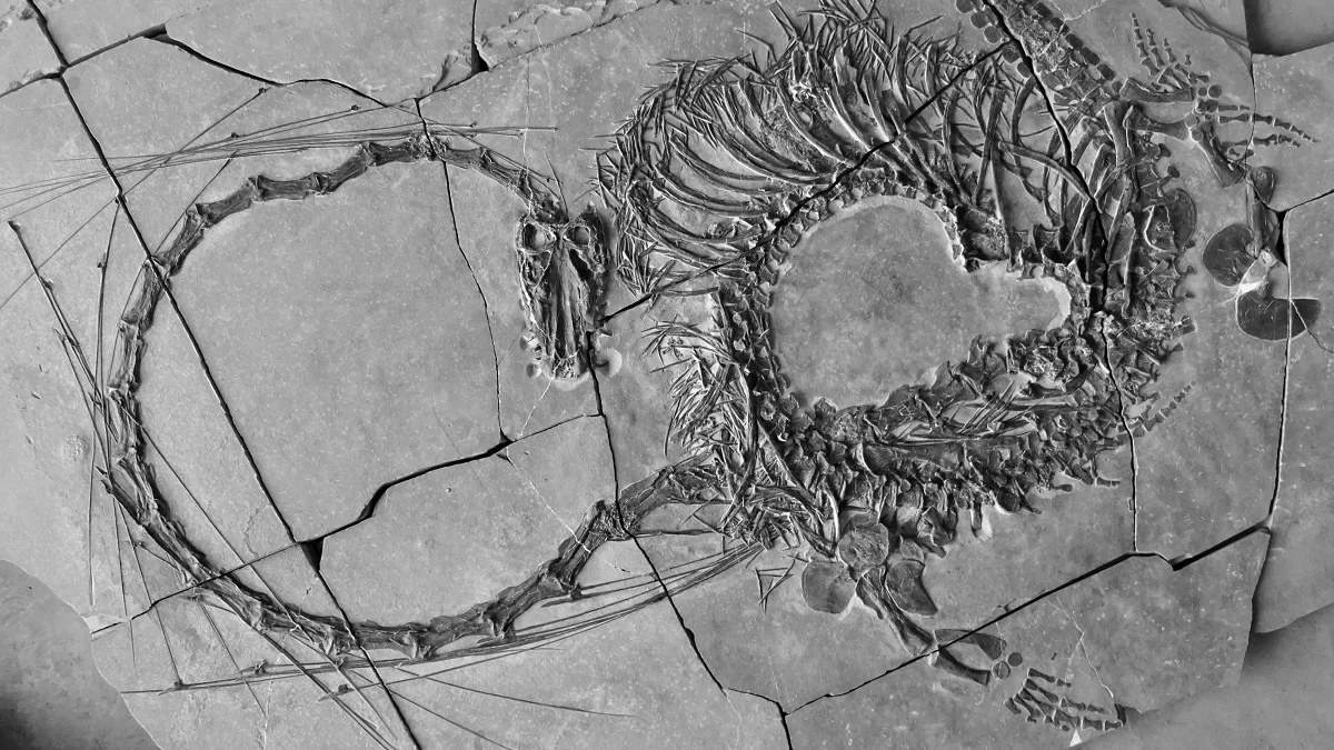 Dinocephalosaurus orientalis fossil. 
